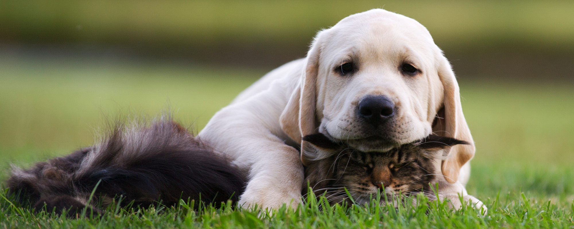 Puppy & Cat Header